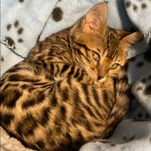 Meet your Posher, Ally